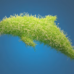 Green Dolphin