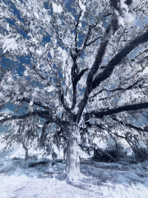 Item #62001089897654043678582796294711651900724303774679820814799839853264435675137 Media