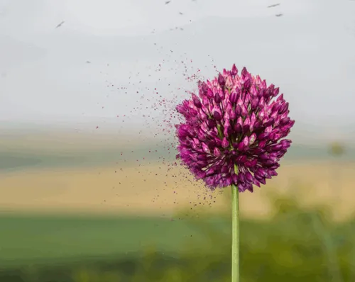 Item #31900271073354632832991890429912638653086322620126594410230774051308178505729 Media