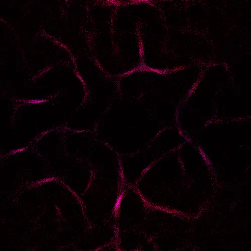 Item #51929734946411346289540790635765095060363125039145709683616697133167961702401 Media