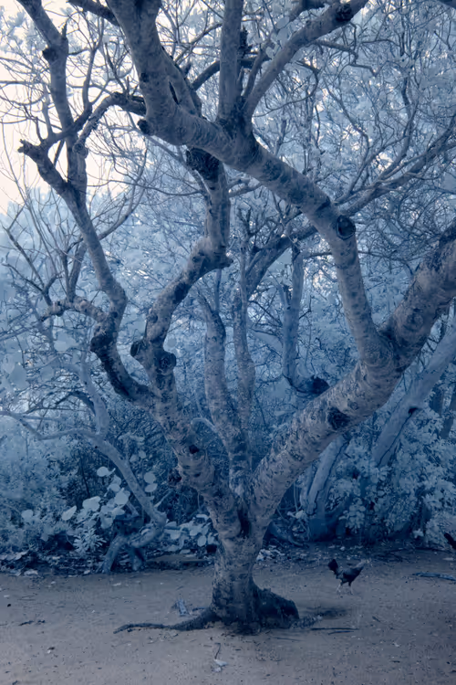 Item #84630877256389803822544637333020280854396826404545033634090050519059528679425 Media