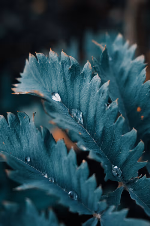 Item #103066555971611021134149055345018438449666255846358212838134356836690664882177 Media