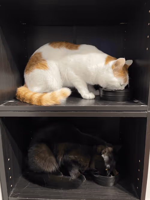 Item #57432309319676179700798702069366385585354272226932054472084541823187637239809 Media