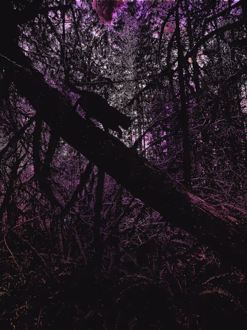 Item #54622431520615473389070195049435974225747667670160266129146791733625226264577 Media