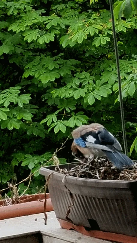 Item #70884615478882587810287057927114388334968207016207359440864296124723819970561 Media