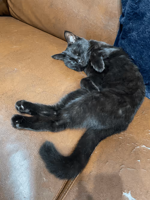 Item #57432309319676179700798702069366385585354272226932054472084542012303637217281 Media