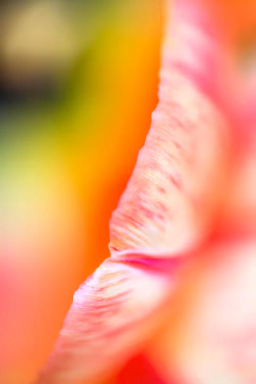 Item #24632583837492670092599633934589483131746797002802219579488358115147752931329 Media