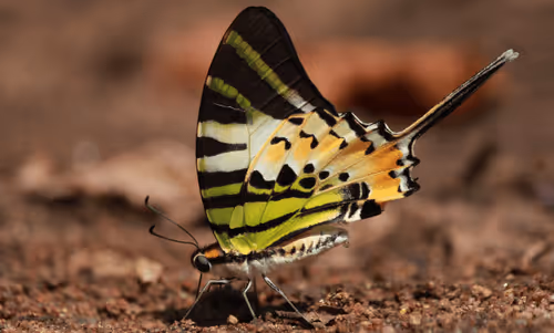 Item #102561797867931923211566826687344037495511031349577863816331596997057037991937 Media