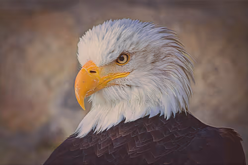 Item #75164984898551115248887010361709320867309151549896276985250492823969900527617 Media