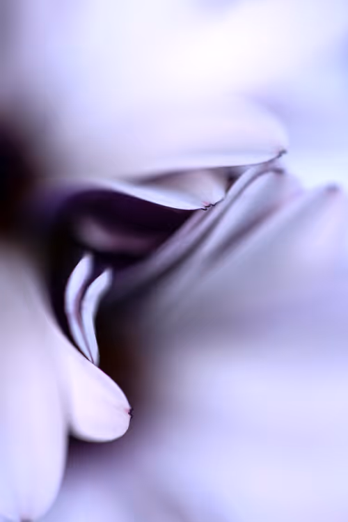 Item #24632583837492670092599633934589483131746797002802219579488358119545799442433 Media