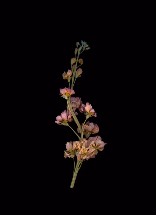 Item #58883327943218482885511625451962166109229848641575055586606686583942346178561 Media