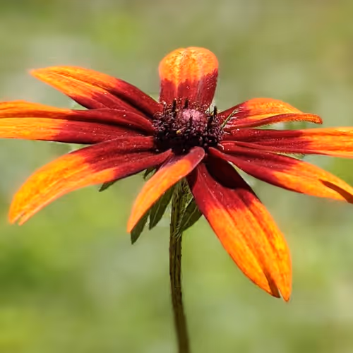 Item #35547100278351488731763920705704692290777172266042510105310327005992380792833 Media