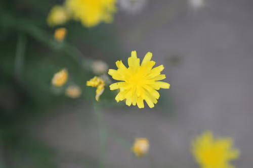 Item #51124555051901614330264480006545612592022390906904121289505624541518003961857 Media