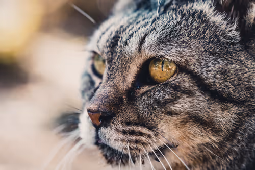 Item #26046832965360609860866363822675472440901155191145999038932145080151752835073 Media