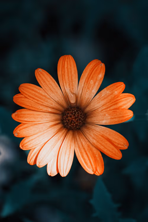 Item #103066555971611021134149055345018438449666255846358212838134356837790176509953 Media