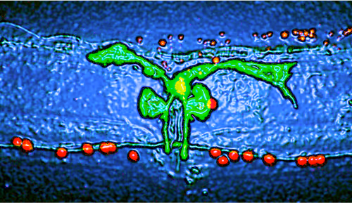 Item #88178403044767415627587356713480527064190058528292718512072958287611932180481 Media