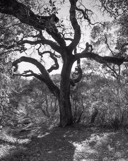 Item #82666956697073059935250471949023285858624698901330742305278420796496066641921 Media