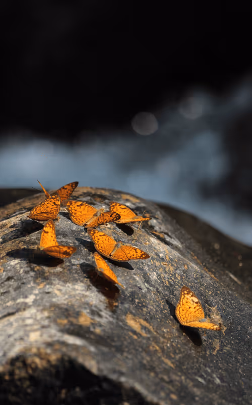 Item #102561797867931923211566826687344037495511031349577863816331597008052154269697 Media