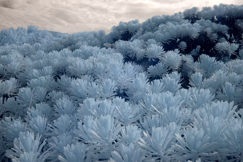 Item #84630877256389803822544637333020280854396826404545033634090050526756110073857 Media