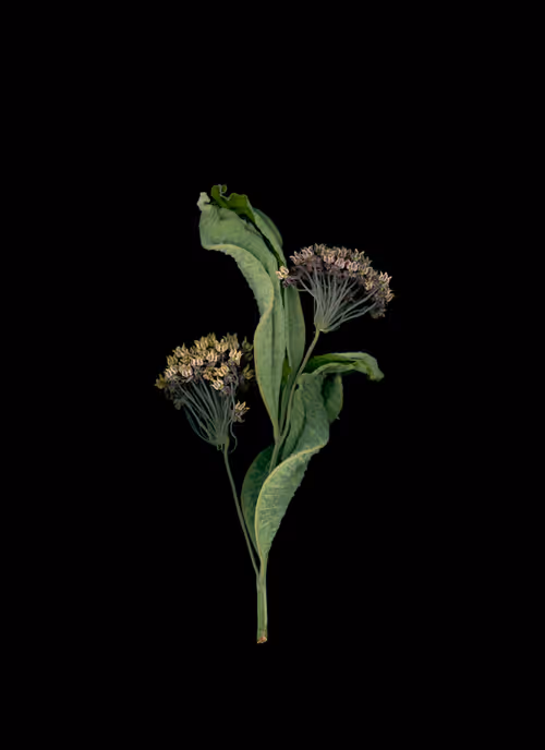 Item #58883327943218482885511625451962166109229848641575055586606686571847718273025 Media