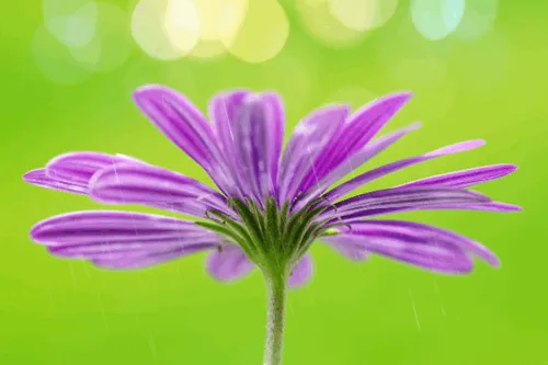 Item #31900271073354632832991890429912638653086322620126594410230774038114038972417 Media