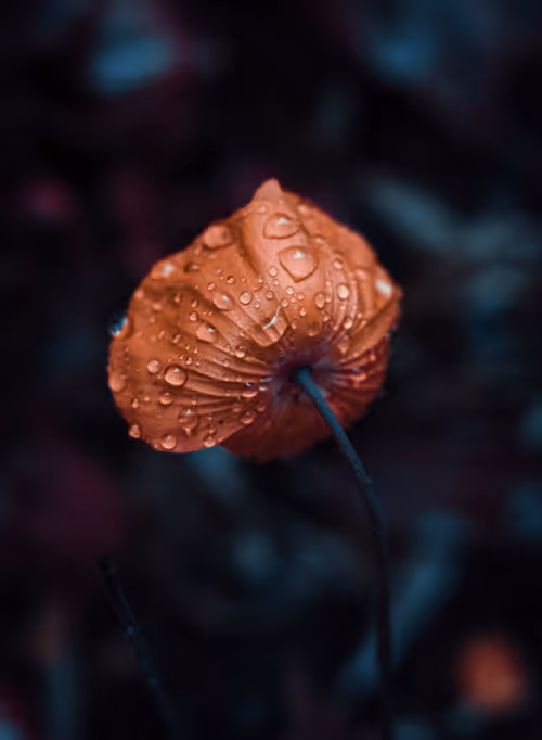 Item #103066555971611021134149055345018438449666255846358212838134356843287734648833 Media