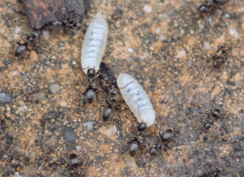 Item #51124555051901614330264480006545612592022390906904121289505624537119957450753 Media