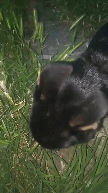 Item #70884615478882587810287057927114388334968207016207359440864296125823331598337 Media