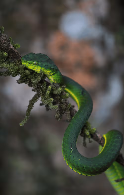 Item #102561797867931923211566826687344037495511031349577863816331597000355572875265 Media