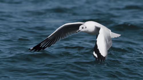 Item #102561797867931923211566826687344037495511031349577863816331596991559479853057 Media