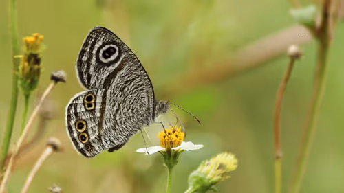 Item #102561797867931923211566826687344037495511031349577863816331597010251177525249 Media