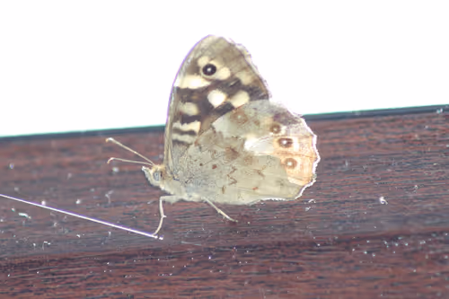 Item #51124555051901614330264480006545612592022390906904121289505624542617515589633 Media