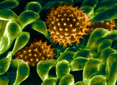 Item #115505927728344181025262329658899620468765138243295584093365708450676846100481 Media