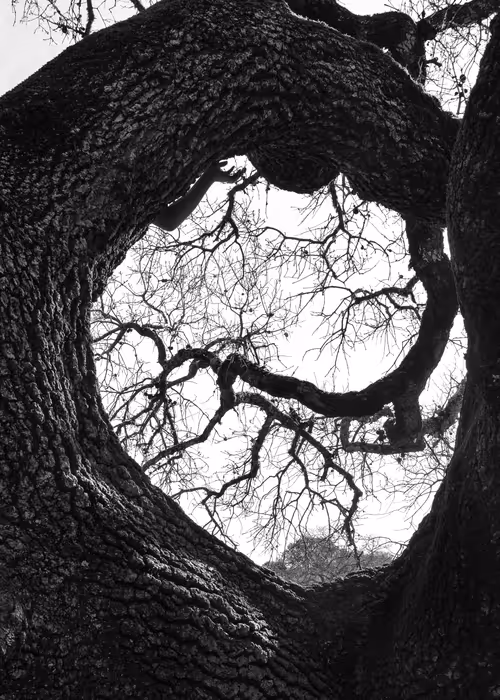 Item #82666956697073059935250471949023285858624698901330742305278420799794601525249 Media