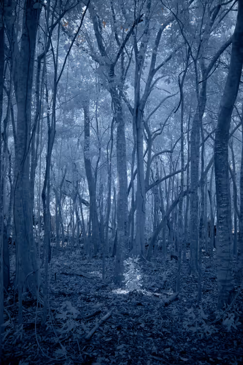 Item #84630877256389803822544637333020280854396826404545033634090050532253668212737 Media