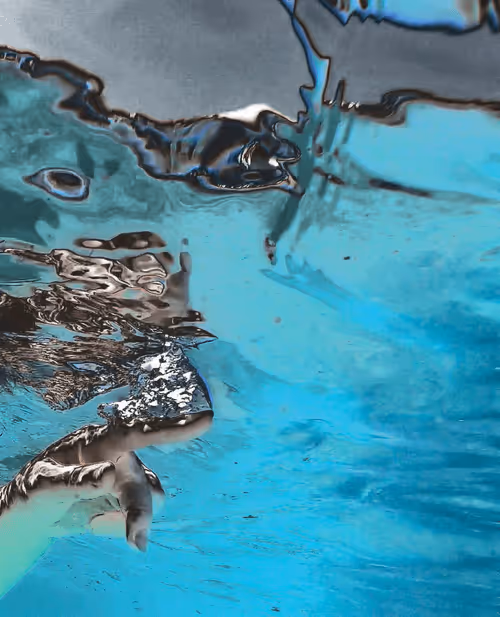 Item #64515795529198953580537894764101498903184970537215321722121713830050154938369 Media