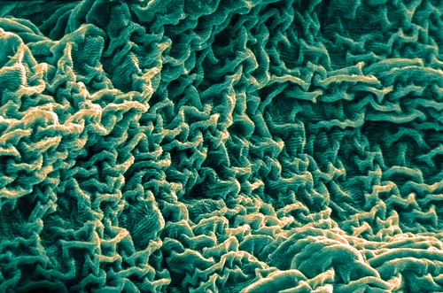 Item #115505927728344181025262329658899620468765138243295584093365708449577334472705 Media