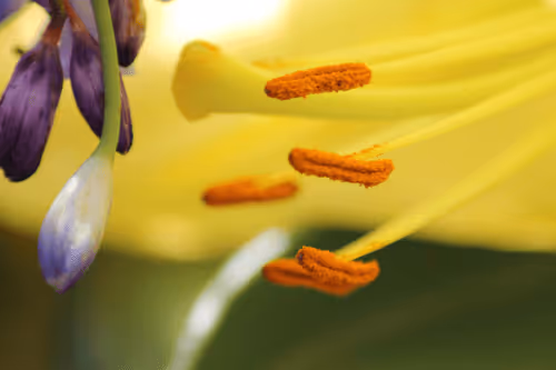 Item #51124555051901614330264480006545612592022390906904121289505624533821422567425 Media