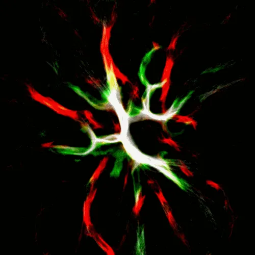 Item #51929734946411346289540790635765095060363125039145709683616697235422543085569 Media