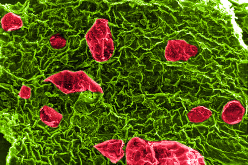 Item #115505927728344181025262329658899620468765138243295584093365708420990032150529 Media