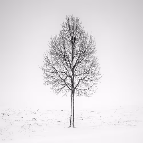 Item #101547054933813335062644925459541226737619958059144835271274916350929737351169 Media