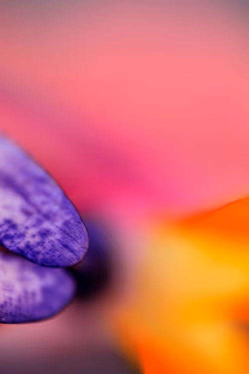 Item #24632583837492670092599633934589483131746797002802219579488358122844334325761 Media