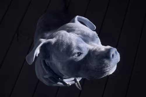 Item #84630877256389803822544637333020280854396826404545033634090050566338528673793 Media