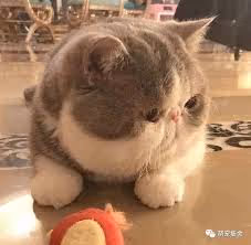 Item #99549815596390946992835045856636934197488847904875272866050998666200151490561 Media