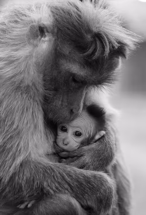 Item #102561797867931923211566826687344037495511031349577863816331596990459968225281 Media