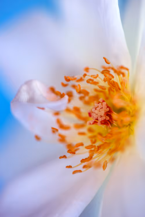 Item #24632583837492670092599633934589483131746797002802219579488358129441404092417 Media