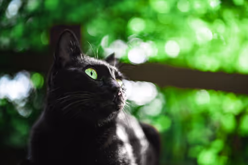 Item #26046832965360609860866363822675472440901155191145999038932145086748822601729 Media