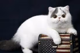 Item #99549815596390946992835045856636934197488847904875272866050998661802104979457 Media