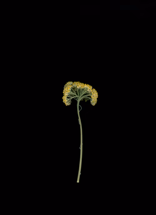 Item #58883327943218482885511625451962166109229848641575055586606686575146253156353 Media