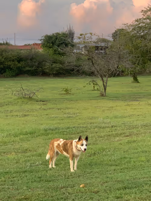 Item #33702909902663765173125565558706299598933986500489819414419707839252537540609 Media